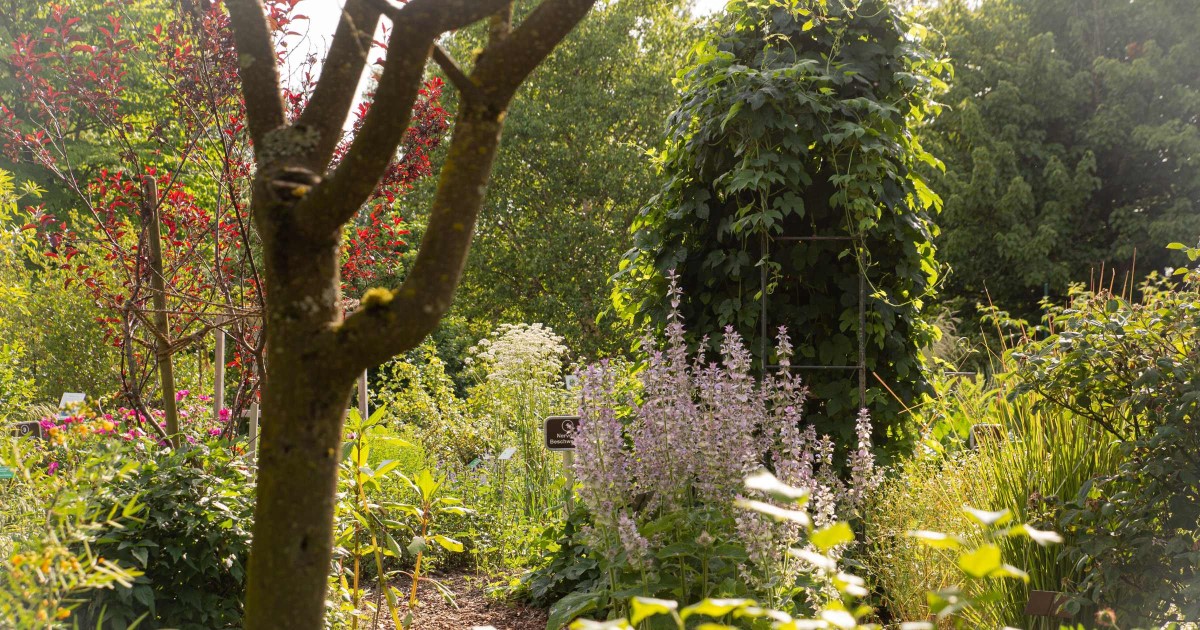 Botanischer Garten Salzburg © Silja Parke - Wilde Möhre Blog